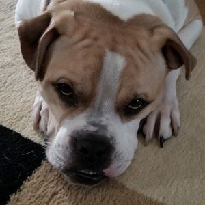 Meet your Posher, Bruce